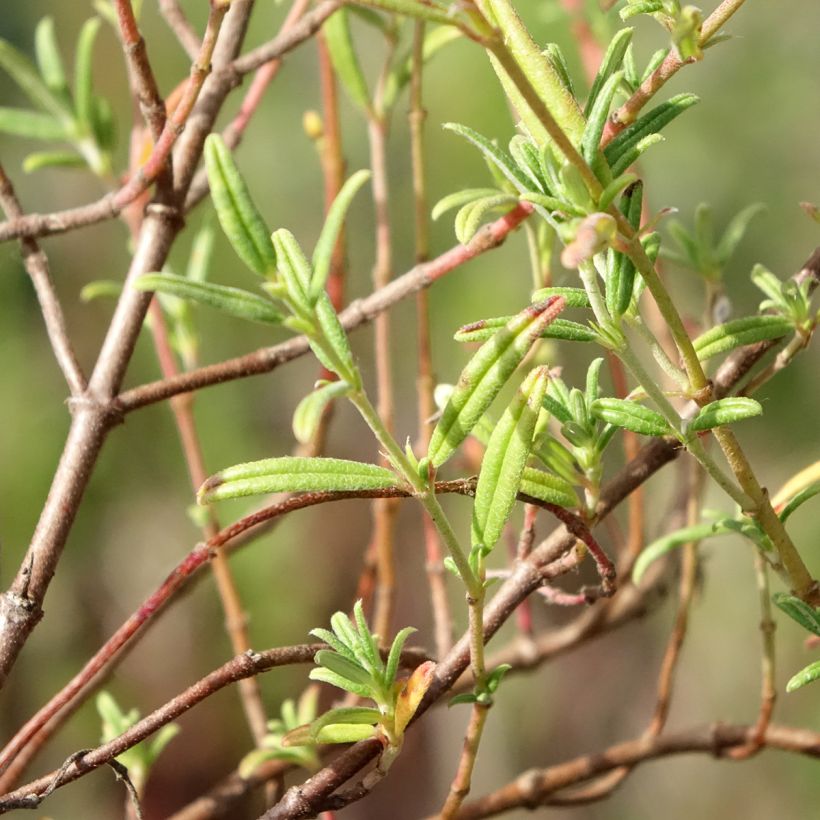Helianthemum apeninnum - Hélianthème des Apennins  (Foliage)