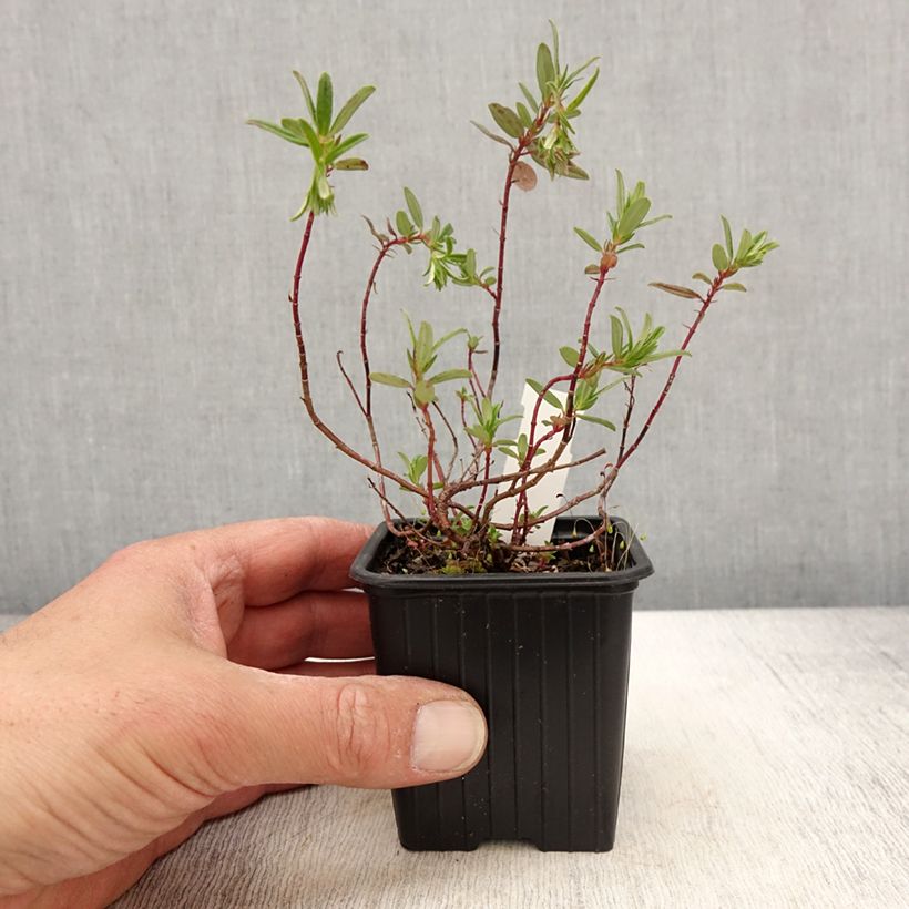 Spécimen de Helianthemum Ben Alder - Hélianthème orange à coeur rouge Godet de 8/9 cm tel que livré au printemps