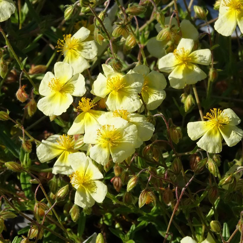 Helianthemum Elfenbeinglanz - Hélianthème jaune et blanc (Floraison)