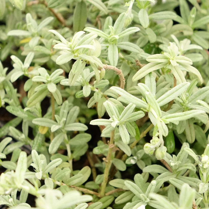 Helianthemum Fire Dragon - Hélianthème orange et rouge (Feuillage)