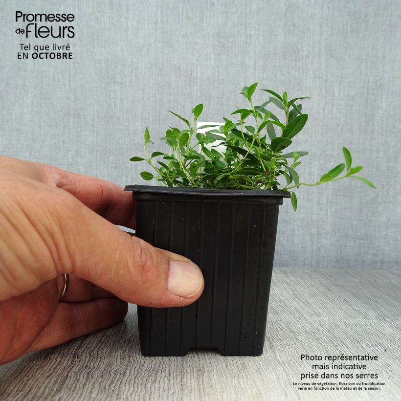 Spécimen de Helianthemum nummularium - Hélianthème commun Godet de 8/9 cm tel que livré en automne