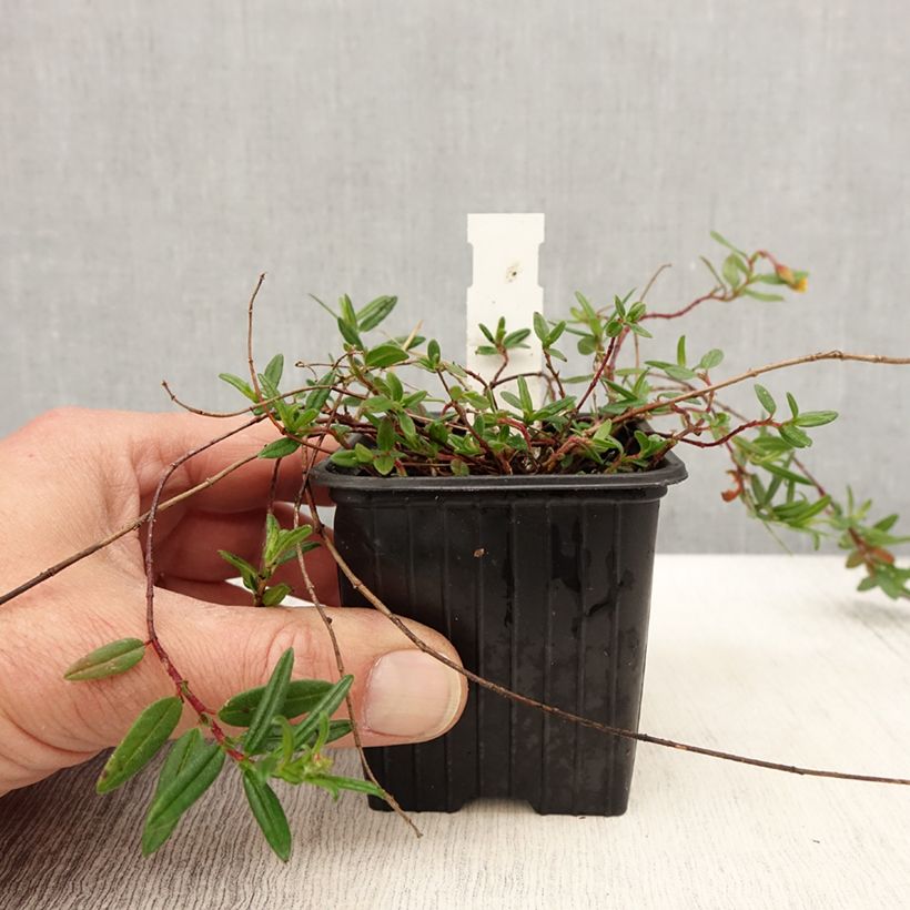 Example of Helianthemum nummularium - Hélianthème commun Godet de 8/9 cm as you get in printemps