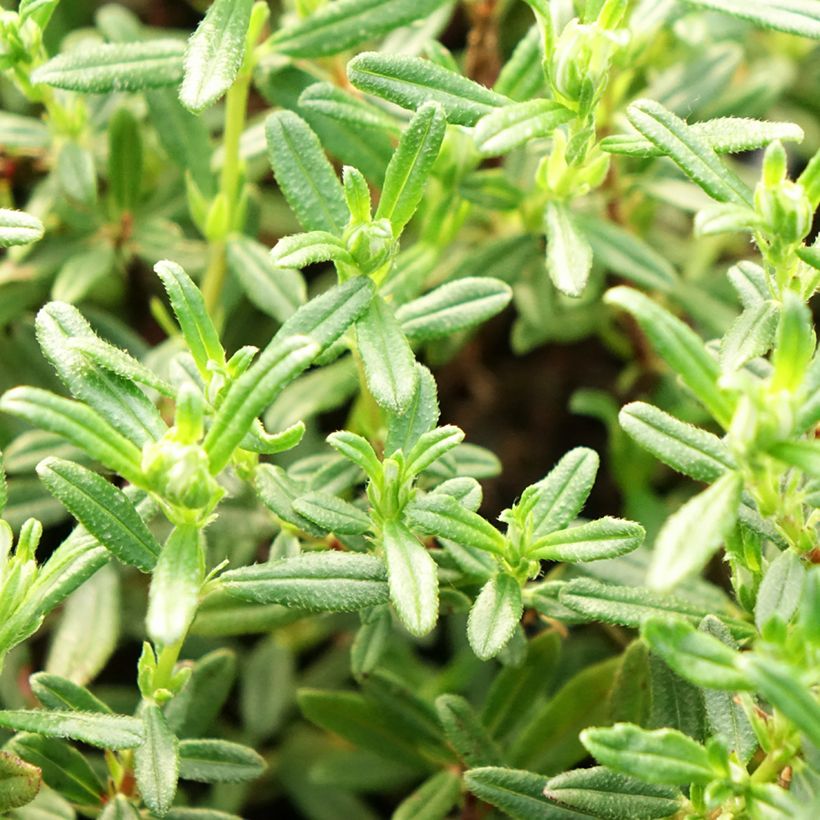 Helianthemum Sulphureum Plenum (Foliage)