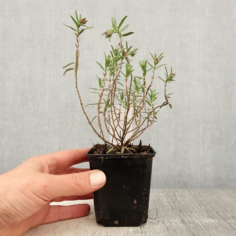 Spécimen de Helianthemum Suprême - Hélianthème rouge rose Godet de 8/9 cm tel que livré au printemps