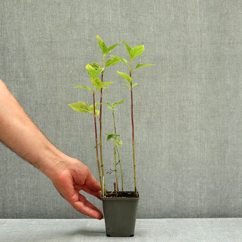 Spécimen de Helianthus decapetalus Plenus - soleil vivace double Godet de 8/9 cm tel que livré en été