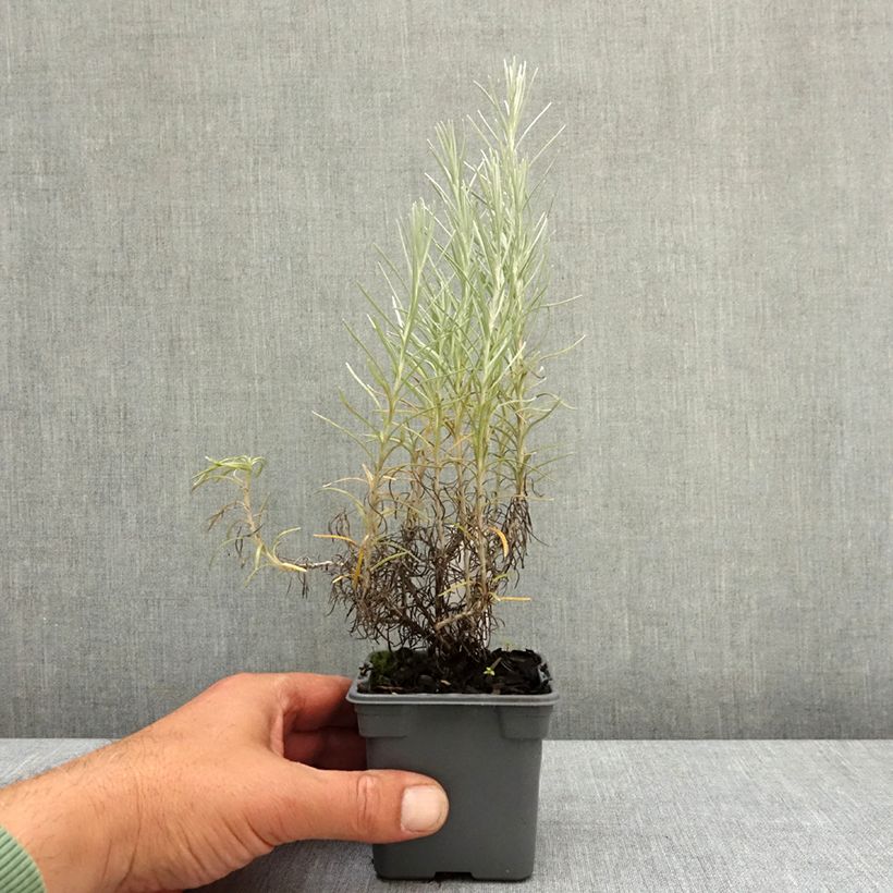 Spécimen de Helichrysum italicum subsp. serotinum - Plante curry Godet de 8/9 cm tel que livré au printemps