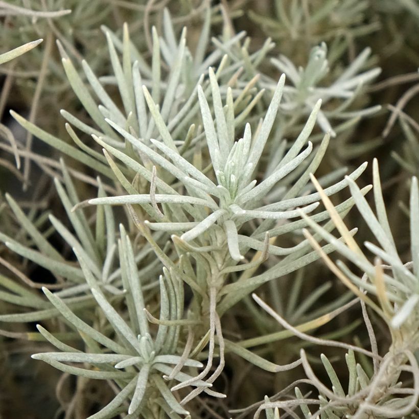 Helichrysum italicum subsp. serotinum - Plante curry (Feuillage)
