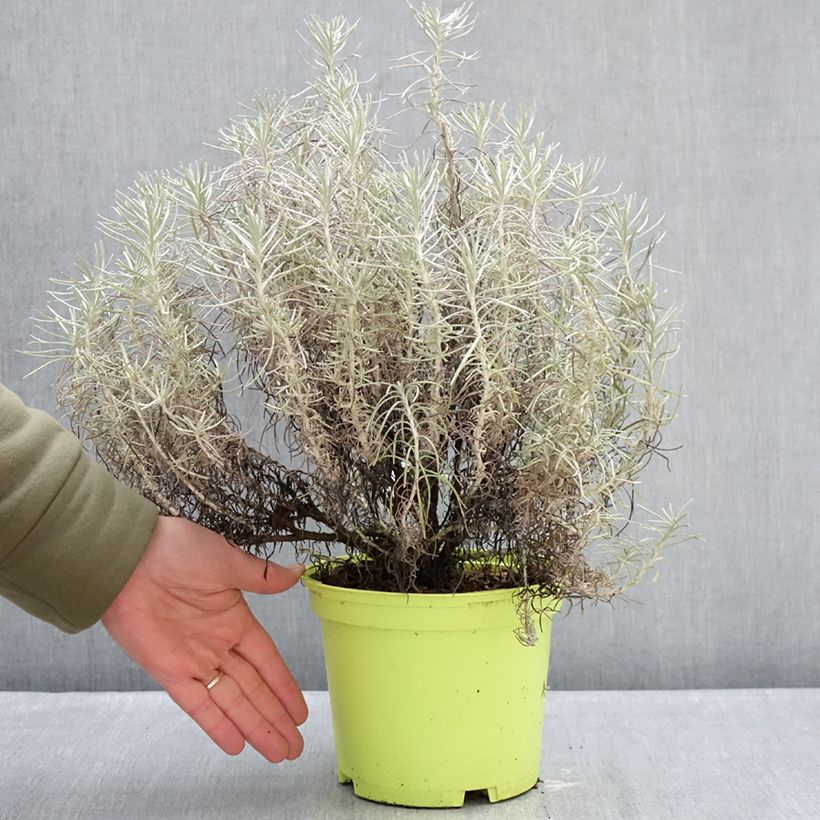 Spécimen de Helichrysum italicum subsp. serotinum - Plante curry Pot de 3L/4L tel que livré en hiver