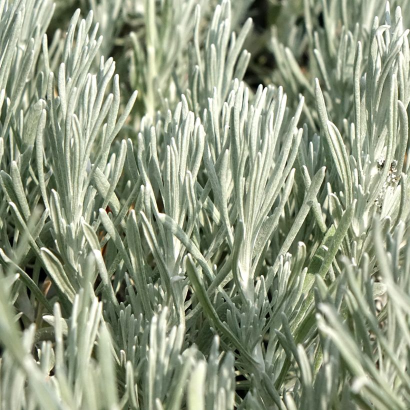Helichrysum italicum Weisses Wunder - Immortelle d'Italie, plante curry (Foliage)