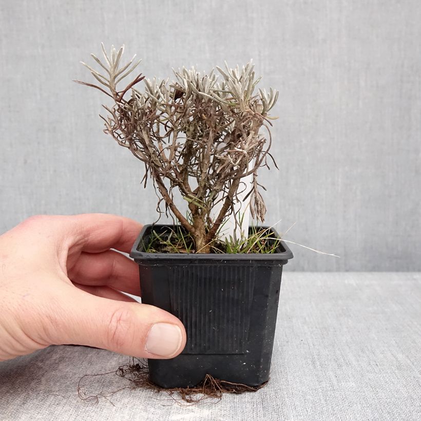Spécimen de Helichrysum italicum Weisses Wunder - Immortelle d'Italie, plante curry Godet de 8/9 cm tel que livré en hiver
