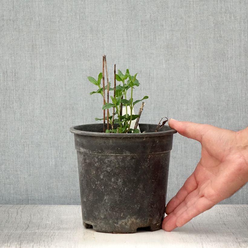 Spécimen de Heliopsis helianthoides Asahi - Héliopsis faux-héliante Pot de 2L/3L tel que livré en été
