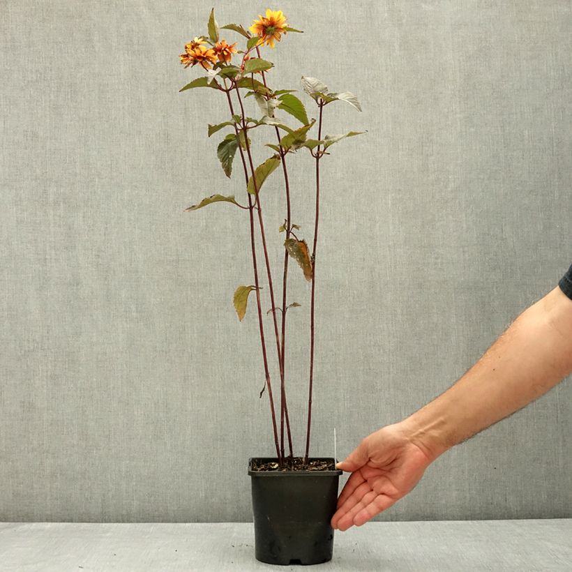 Spécimen de Heliopsis helianthoides Bonfire Sunset - Héliopsis faux-héliante Pot de 1,5L/2L tel que livré en été