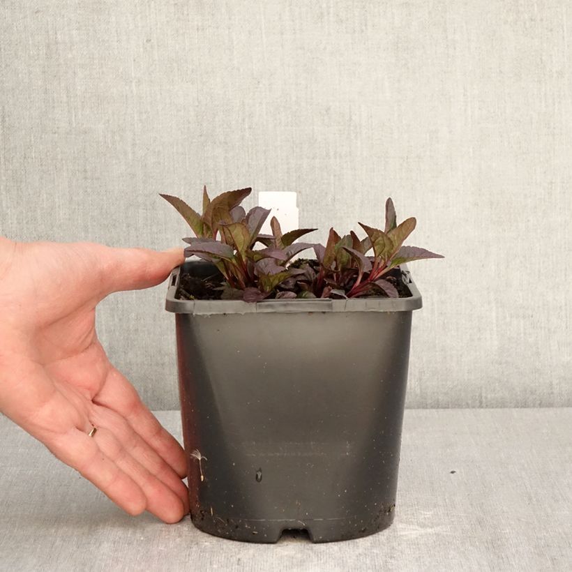 Spécimen de Heliopsis helianthoides Bonfire Sunset - Héliopsis faux-héliante Pot de 1,5L/2L tel que livré au printemps