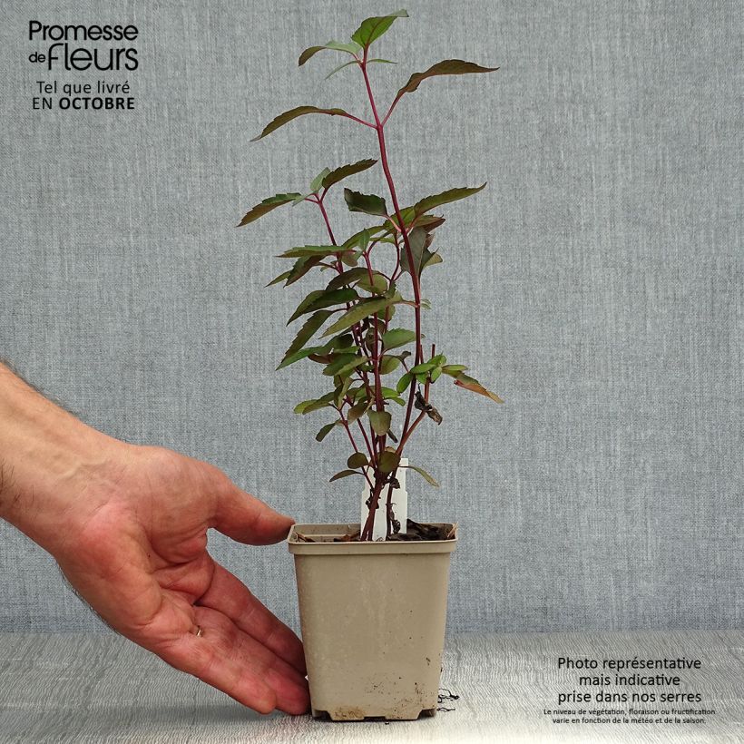 Spécimen de Heliopsis helianthoides Burning Hearts - Héliopsis faux hélianthe  Godet de 8/9 cm tel que livré en automne