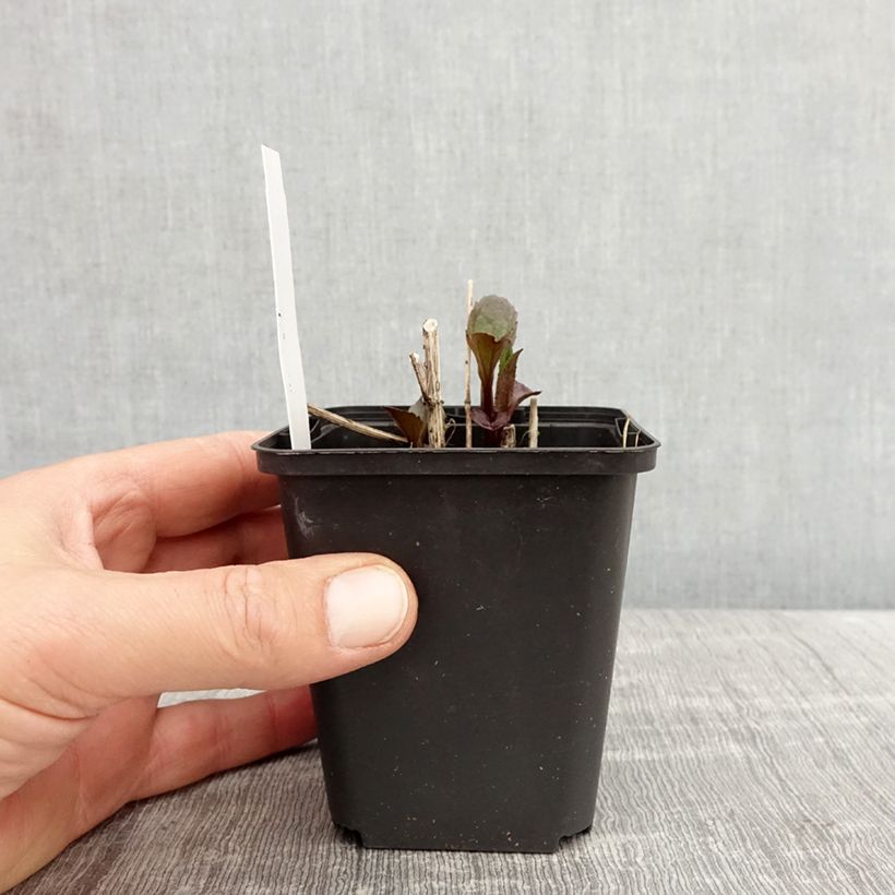 Example of Heliopsis helianthoides Funky Spinner - Héliopsis faux-hélianthe Godet de 8/9 cm as you get in printemps