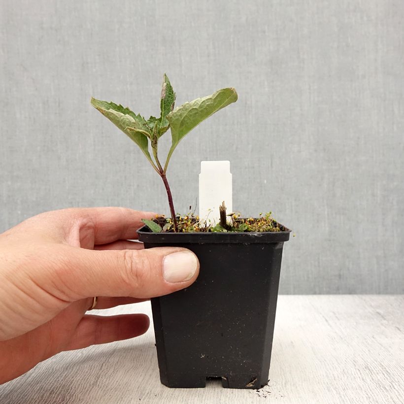 Example of Heliopsis helianthoides Mars - Héliopsis faux hélianthe  Godet de 8/9 cm as you get in printemps