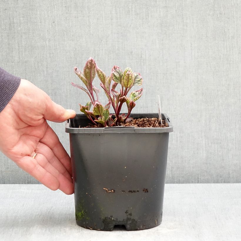 Spécimen de Heliopsis helianthoides Orange Marble - Héliopsis faux-héliante Pot de 1,5L/2L tel que livré au printemps