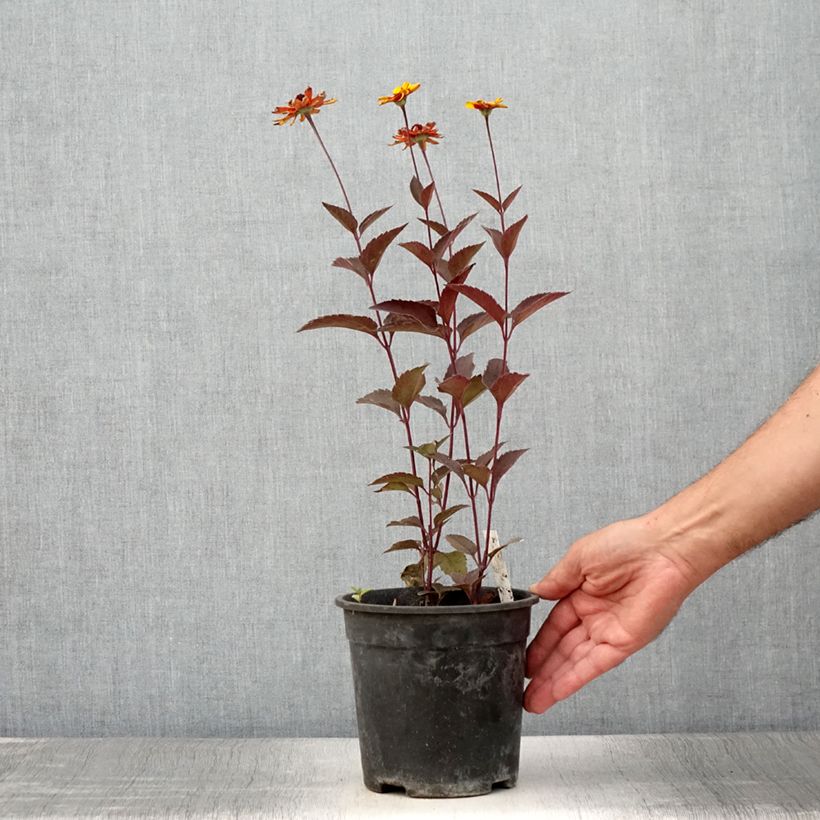 Spécimen de Heliopsis helianthoides Sparkling Contrast - Héliopsis faux-hélianthe Pot de 2L/3L tel que livré en été