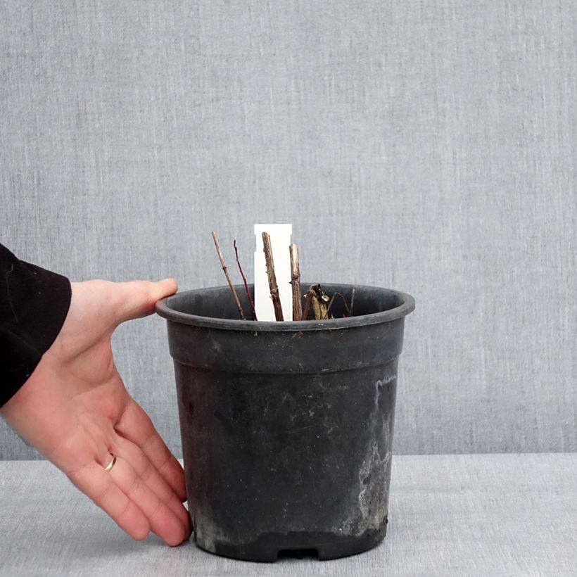 Example of Heliopsis helianthoides Sparkling Contrast - Héliopsis faux-hélianthe Pot de 2L/3L as you get in hiver