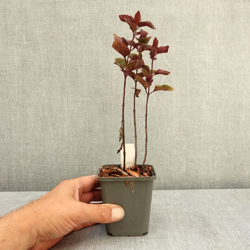 Spécimen de Heliopsis helianthoides var. scabra Fire Twister - Héliopsis faux-hélianthe Godet de 8/9 cm tel que livré en été