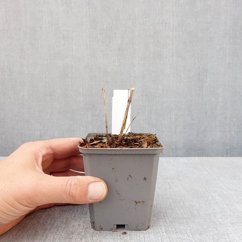 Example of Heliopsis helianthoides var. scabra Fire Twister - Héliopsis faux-hélianthe Godet de 8/9 cm as you get in printemps