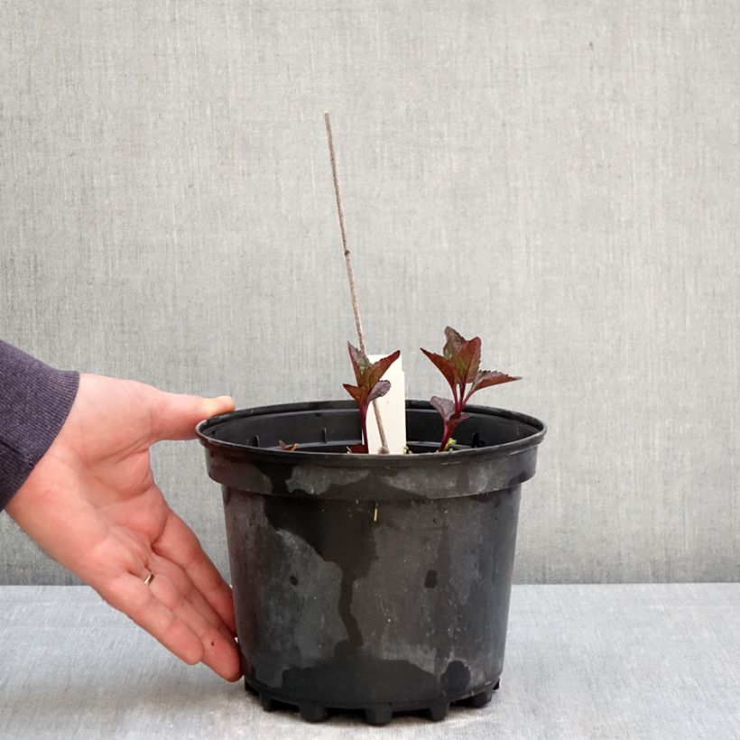 Spécimen de Heliopsis helianthoides var. scabra Fire Twister - Héliopsis faux-hélianthe Pot de 2L/3L tel que livré au printemps