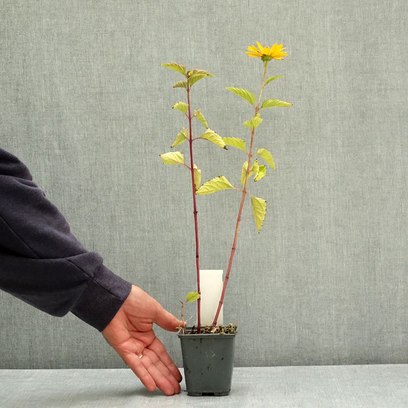 Spécimen de Heliopsis helianthoïdes var. scabra Godet de 8/9 cm tel que livré en été
