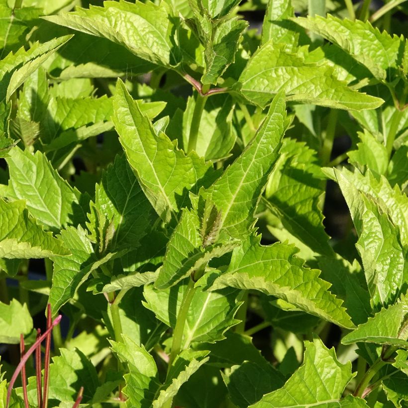 Heliopsis helianthoïdes var. scabra (Feuillage)