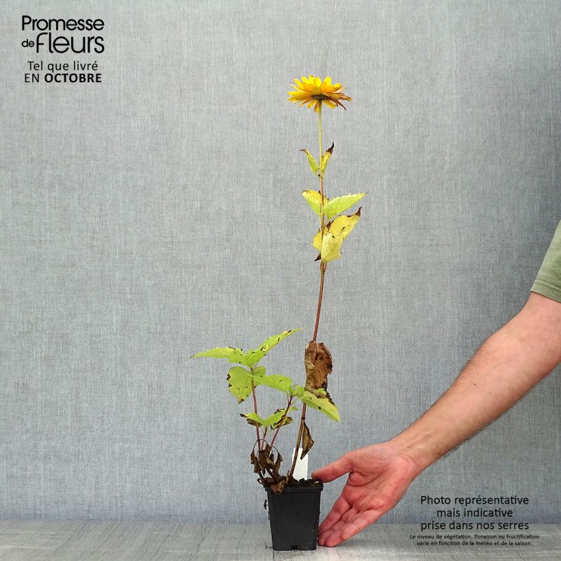 Spécimen de Heliopsis helianthoides Venus - Héliopsis faux-hélianthe Godet de 8/9 cm tel que livré en automne