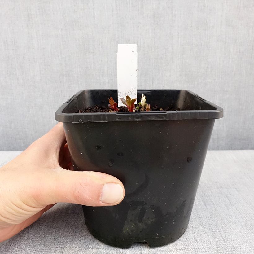 Example of Heliopsis Luna Roja - Héliopsis faux hélianthe Pot de 2L/3L as you get in printemps