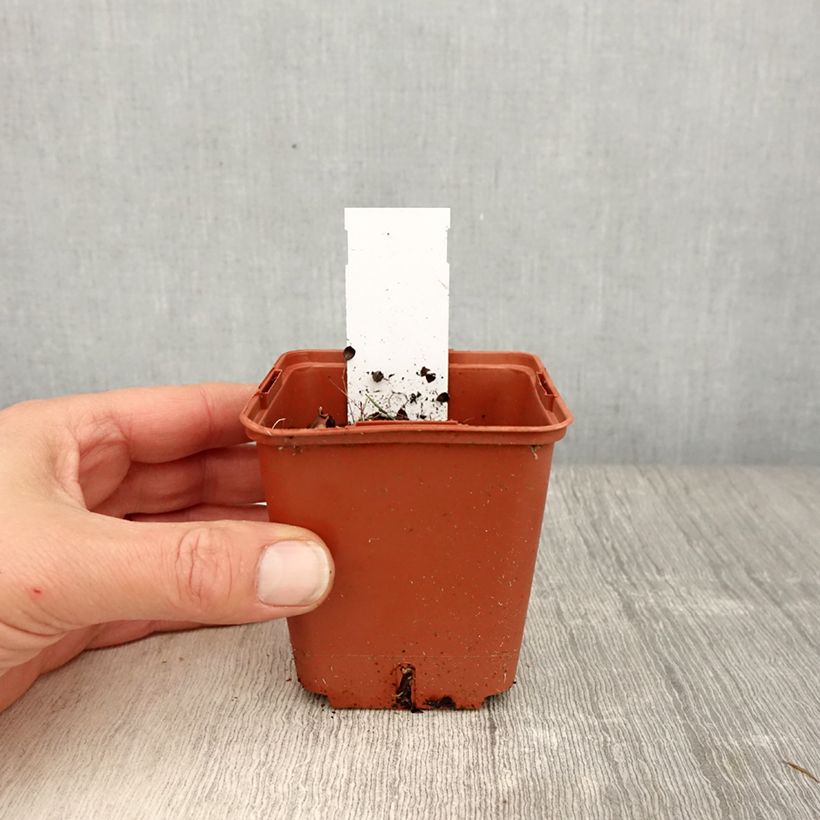 Spécimen de Heliopsis Punto Rosso Godet de 8/9 cm tel que livré au printemps