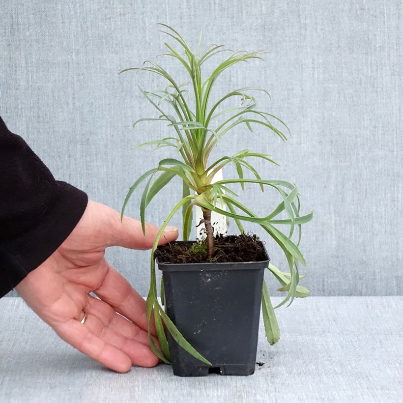 Spécimen de Hellébore foetidus - Hellébore fétide Godet de 8/9 cm tel que livré au printemps