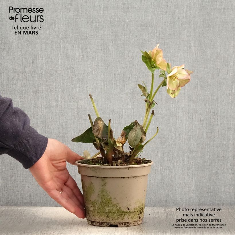 Spécimen de Hellébore HGC Ice n' Roses Maddy Marble Pot de 2L/3L tel que livré au printemps
