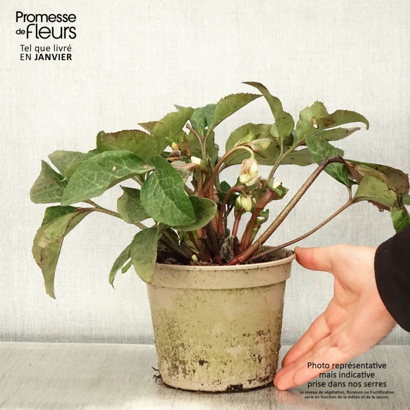 Spécimen de Hellébore HGC Ice n' Roses Mary Marble Pot de 2L/3L tel que livré en hiver