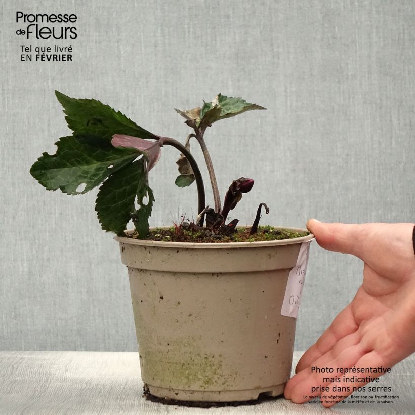 Spécimen de Hellébore HGC Ice n' Roses Megan Marble Pot de 2L/3L tel que livré en hiver