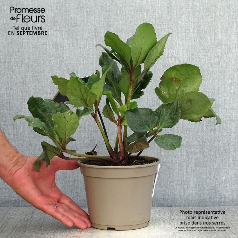 Spécimen de Hellebore Ice and Roses Barolo Pot de 2L/3L tel que livré en automne