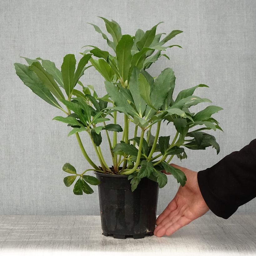 Example of Hellébore niger - Rose de Noël Pot de 2L/3L as you get in printemps