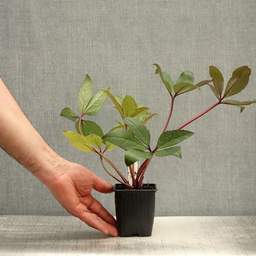 Spécimen de Hellébore nigercors Scrat Ice Godet de 8/9 cm tel que livré au printemps