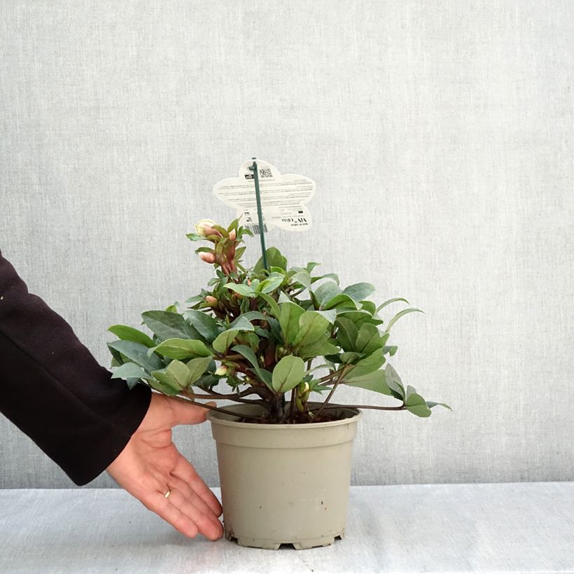 Spécimen de Hellébore oriental ViV Olivia Pot de 1L/1,5L tel que livré en automne