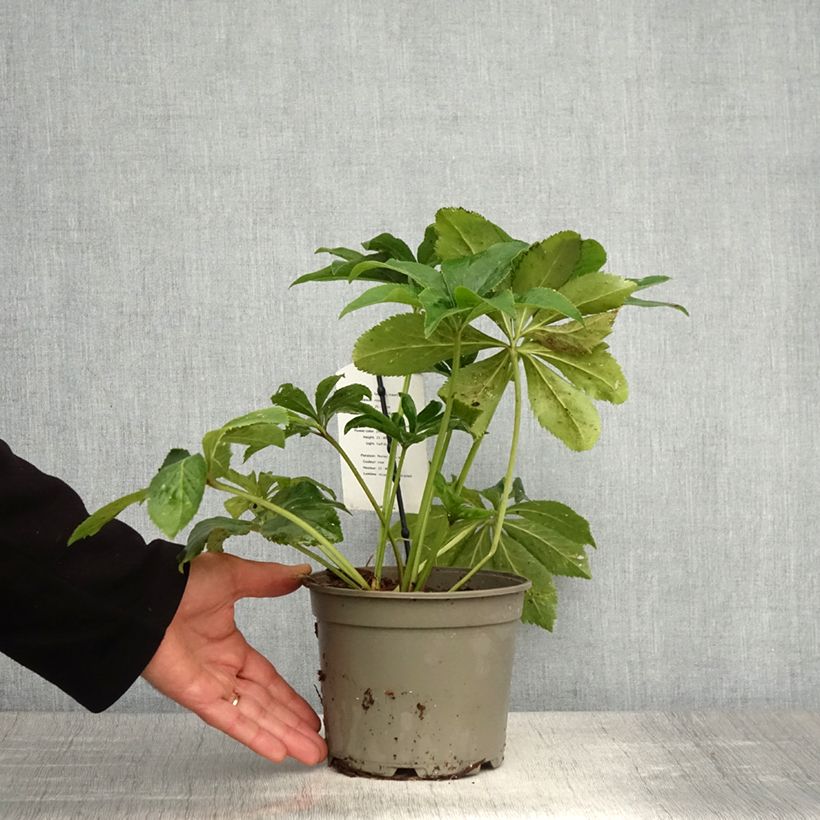 Spécimen de Hellébore orientale Anémone Rose Pot de 2L/3L tel que livré au printemps