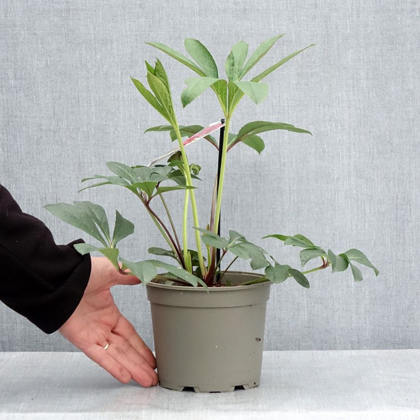 Example of Hellébore orientale Anémone Rouge Pot de 2L/3L as you get in printemps