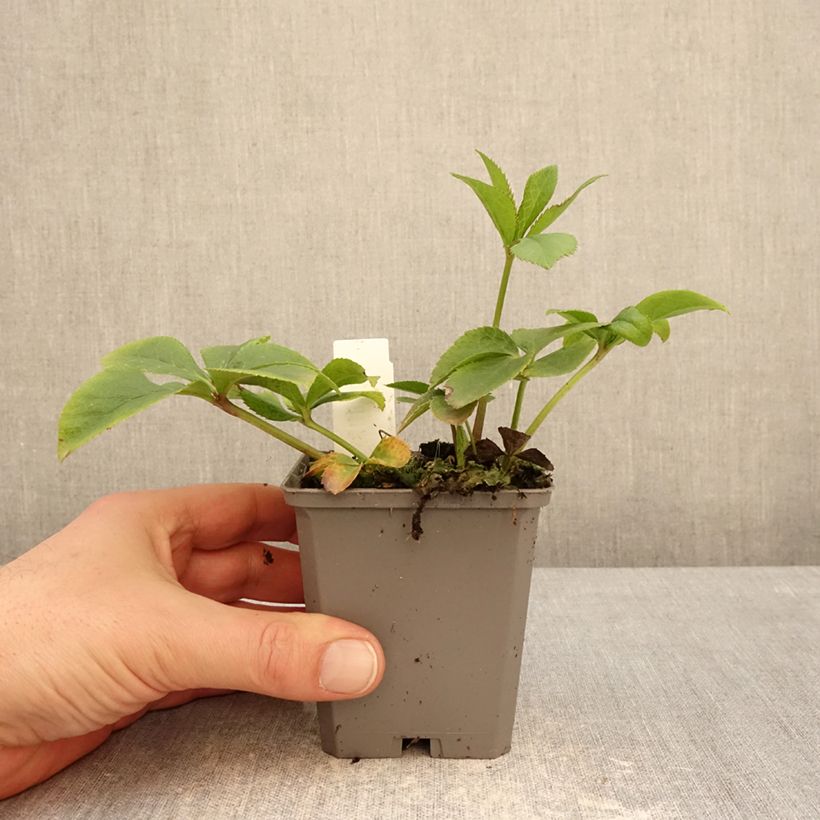 Spécimen de Hellébore orientale Aubergine liseré Godet de 8/9 cm tel que livré en hiver