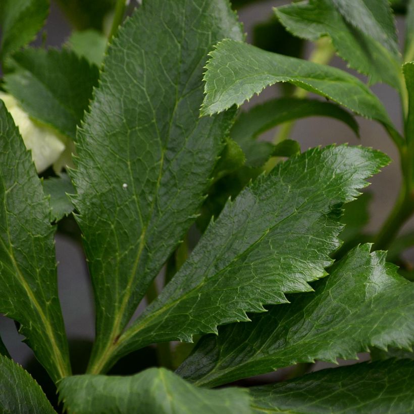 Hellébore orientale Blanc (Foliage)