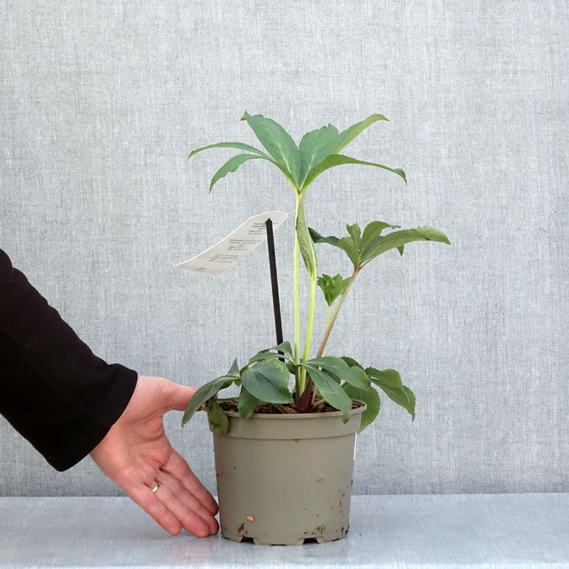 Spécimen de Hellébore orientale Blanc à centre rouge Pot de 2L/3L tel que livré au printemps