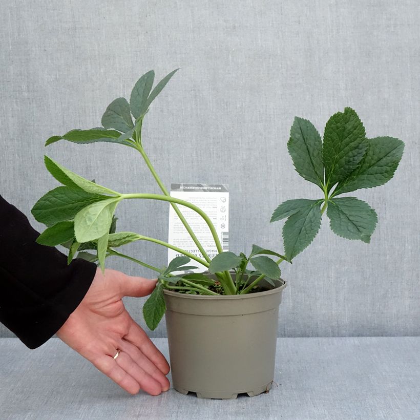 Spécimen de Hellébore orientale Double Aubergine liseré Blanc Pot de 2L/3L tel que livré au printemps