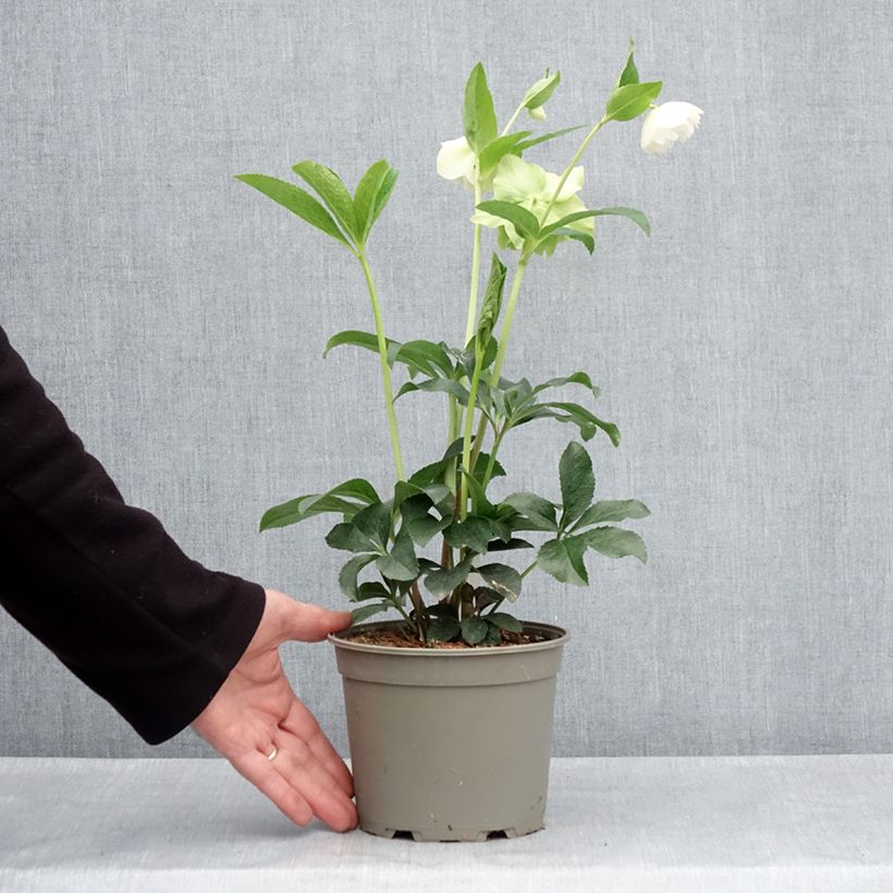 Example of Hellébore orientale Double Blanc Pot de 2L/3L as you get in printemps