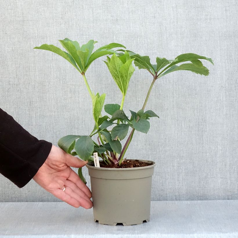 Spécimen de Hellébore orientale Double jaune guttatus  Pot de 2L/3L tel que livré au printemps