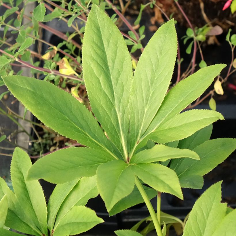 Hellébore orientale Double jaune primevère (Feuillage)