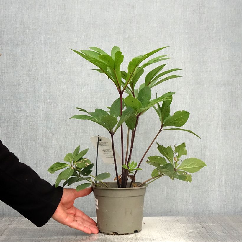 Example of Hellébore orientale Jaune guttatus Pot de 2L/3L as you get in printemps