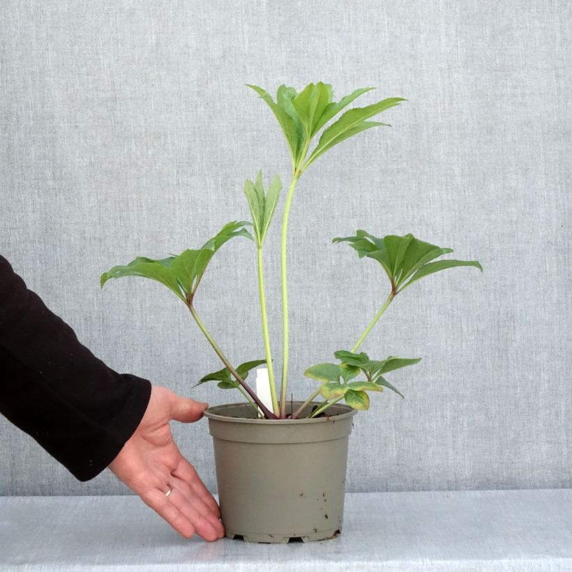 Spécimen de Hellébore orientale Jaune Pot de 2L/3L tel que livré au printemps